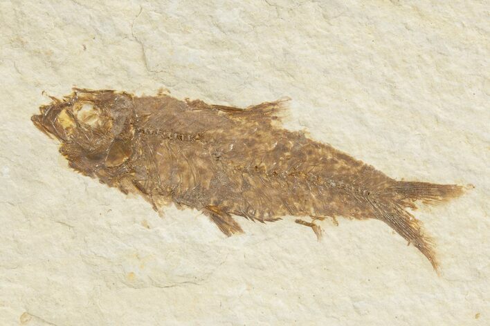 Detailed Fossil Fish (Knightia) - Wyoming #318509